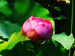 -莲花池公园