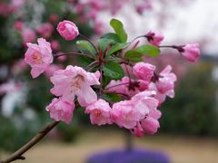 -莫愁湖公园