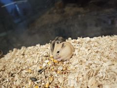 -怪兽屋·羊驼·猫咖·狗咖(俊华广场店)