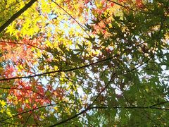 -东湖落雁景区