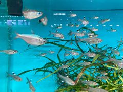 -青石桥花鸟鱼虫市场(叠翠城店)