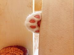 -滚猫咖啡·猫咖·猫友好撸猫(未来城店)