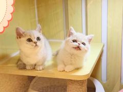 -momokira米努特·德文卷毛猫·棉花面纱犬