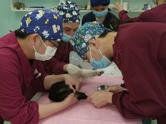-北京观赏动物医院·24小时大型综合·猫专科·异宠专科