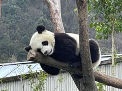 -卧龙自然保护区