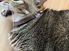 -博特宠物医院24h犬猫全科.骨科·异宠