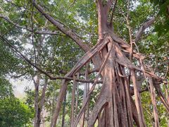 -中国科学院西双版纳热带植物园