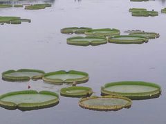 -荷塘月色湿地公园·向阳花洲