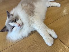 -Let's go狗咖·猫咖·奶狗·桌游(春熙路IFS店)