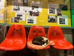 -猫咪博物馆(顶澳仔猫街店)