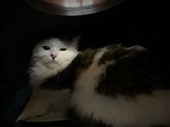 -纳吉亚猫专科动物诊疗中心(蒋宅口分院)
