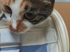 -瑞派康怡24h宠物医院·犬猫医疗中心·微创绝育(瑞景分院)