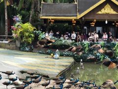 -西双版纳原始森林公园