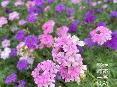 -仙岳公园