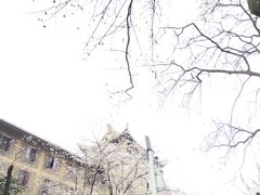 -武汉大学-樱园