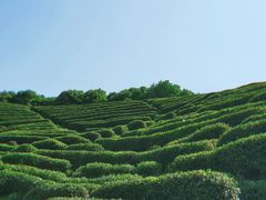 -龙坞茶村