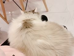 -三花喵·撸猫购宠·宠物生活馆(虹桥南丰城店)