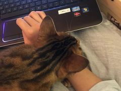 -北京恒爱动物医院(清景园分院)