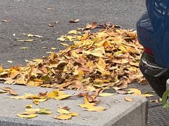 -三里屯东五街银杏大道