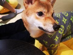-逗柴咖啡屋·狗咖猫咖宠物桌游