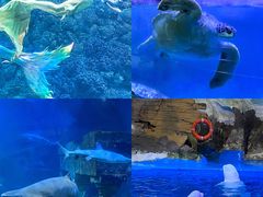-海合安青岛极地海洋公园