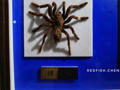 -上海昆虫博物馆