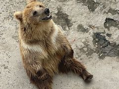 -哈尔滨北方森林动物园