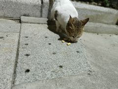 -奥林匹克体育中心游泳馆