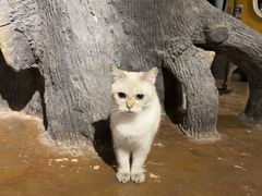 -猫猫幼稚园·撸猫·桌游·电玩