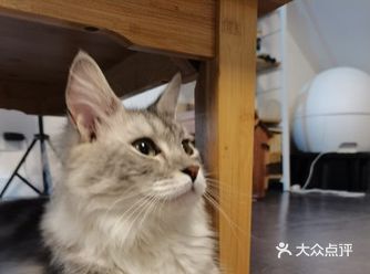 「拜托了猫咪(永嘉店)」猫猫很可爱，店里也挺干净