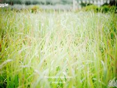 -紫海香堤香草艺术庄园