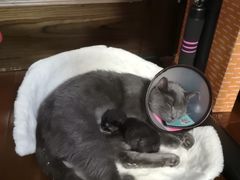 -爱侣宠医·鹦鹉专科·小型哺乳类·异宠专科(灵石路店)