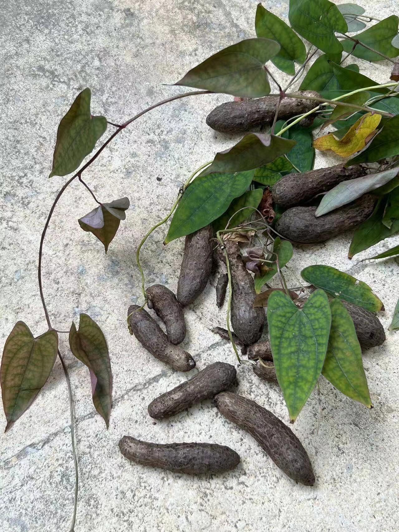 求助❗️有谁知道这个是什么吗❓能吃吗❓