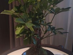 -高佳庄·海鲜酒楼(定海店)