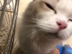 -momokira米努特·德文卷毛猫·棉花面纱犬