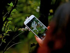 景点-铁山坪森林公园