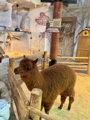 -Zoolung Zoolung动物主题公园(海信广场店)