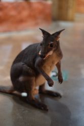 -Zoolung Zoolung动物主题公园(海信广场店)