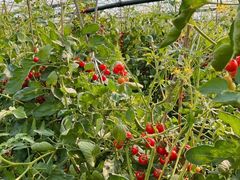 -上膳源有机农场