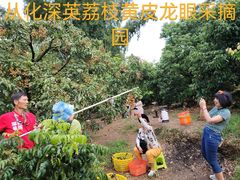 -从化深英荔枝黄皮龙眼采摘园