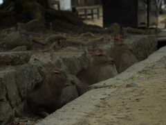 -奈良公园