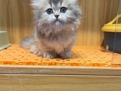 -欣宠猫屋·矮脚拿破仑·蓝金金渐层