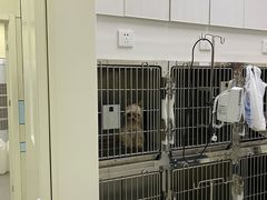-中农国际动物医院24小时·猫科·骨科·急重症中心