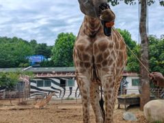 -大连森林动物园