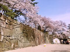 -名古屋城