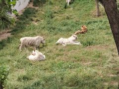 -西霞口神雕山野生动物世界