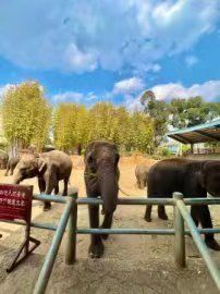 -水巷子·巴掌腰片重庆火锅(云纺店)