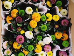 -龙大花卉苗木市场