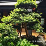 足够12个人喝了，货真价实