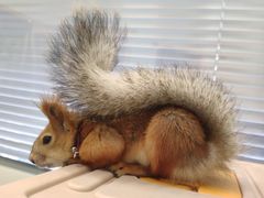 -佳雯宠物医院(四明中路分院)